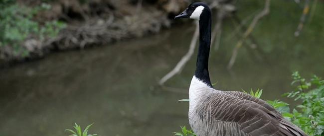 Overwintering van vogels voor de Turkmeense kust van de Kaspische Zee